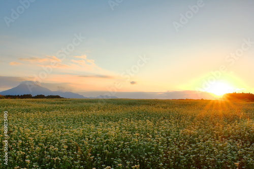 夕陽とそば畑