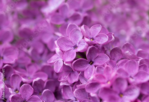 Purple lilac flowers as background © Nitr