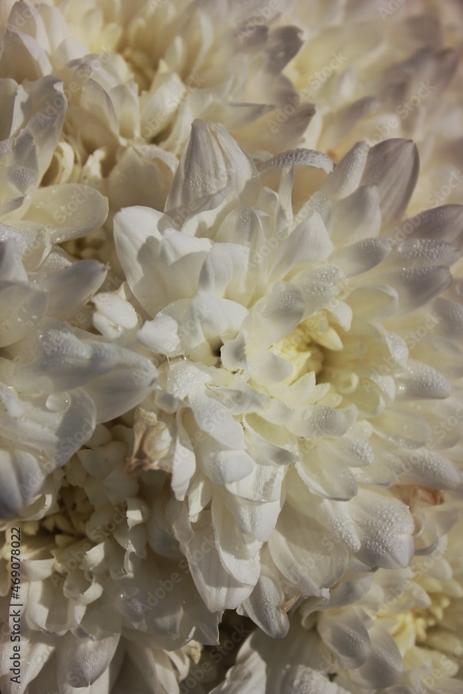 White chrysanthemum White chrysanthemum