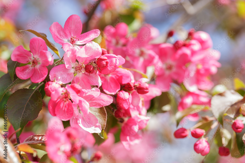 Blooming apple tree in the spring garden. Close up of pink flowers on a tree Blooming apple tree in the spring garden. Close up of pink flowers on a tree