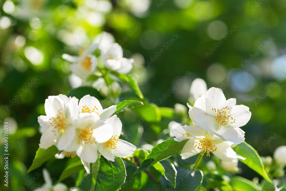 jasmine flowers in a garden