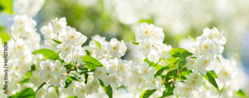  jasmine flowers in a garden