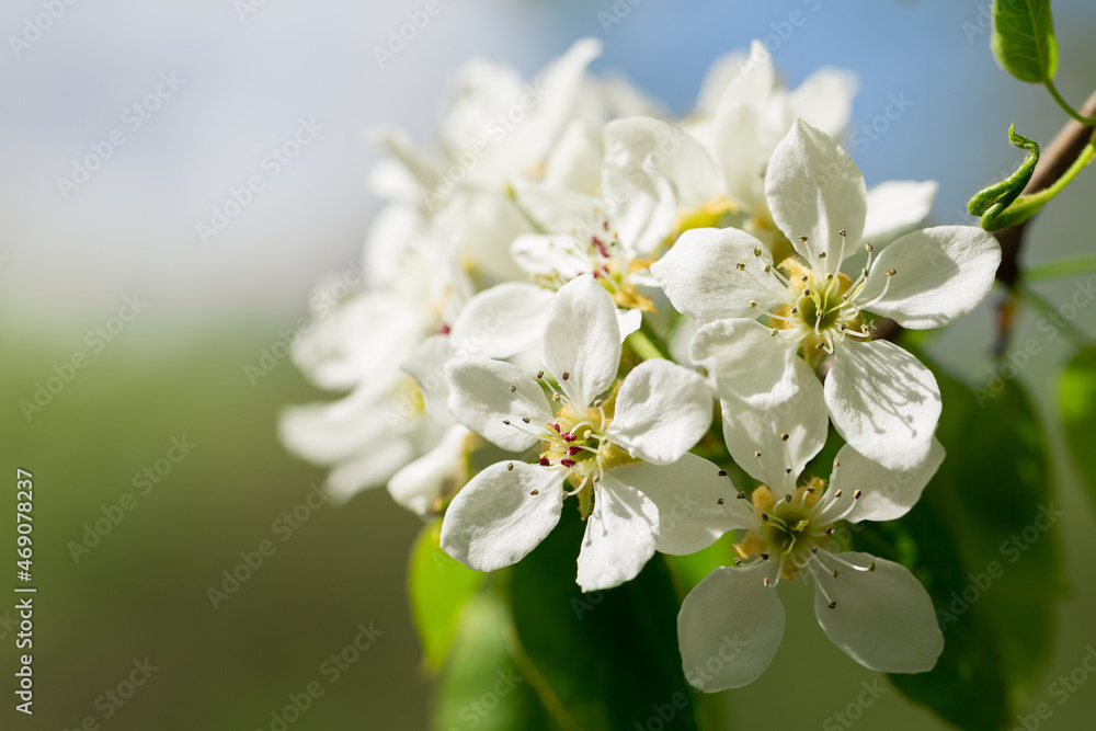 Blooming pear tree. White flowers on a pear tree Blooming pear tree. White flowers on a pear tree