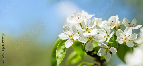 Blooming pear tree. White flowers on a pear tree
