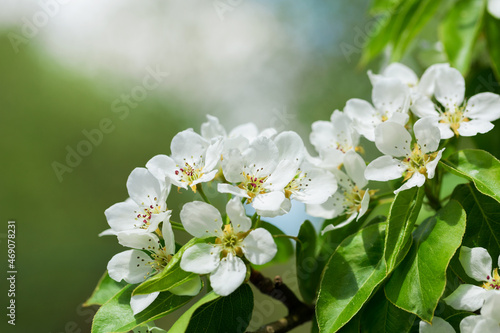 Blooming pear tree. White flowers on a pear tree