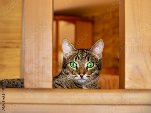 a domestic cat with green eyes is watching us closely from the screen lying between wooden interior items