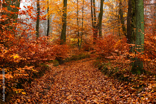 painting like beech tree autumn forest © pellephoto