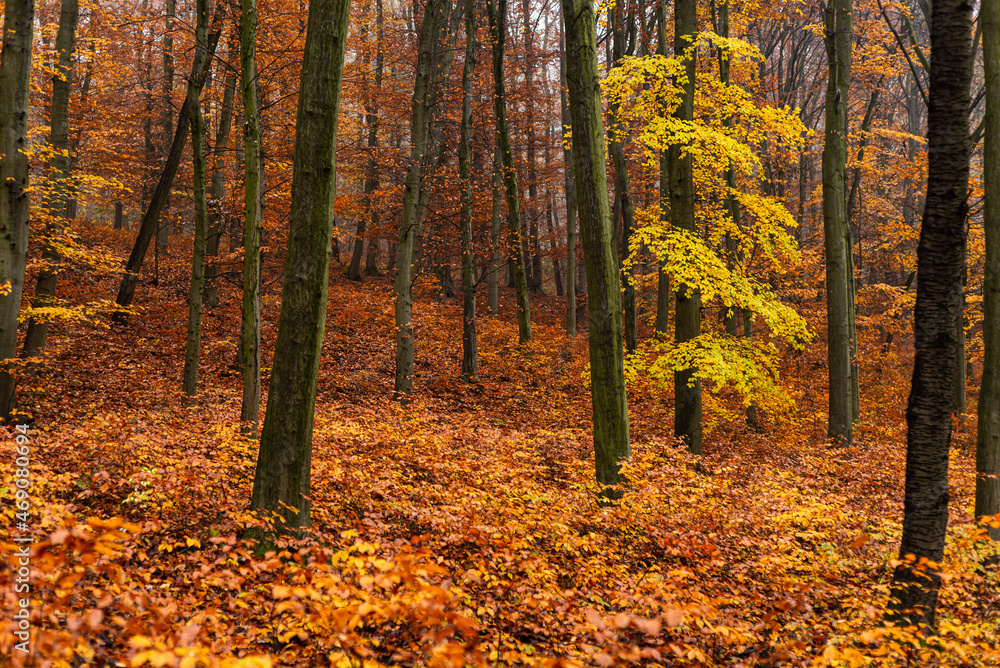 painting like beech tree autumn forest painting like beech tree autumn forest