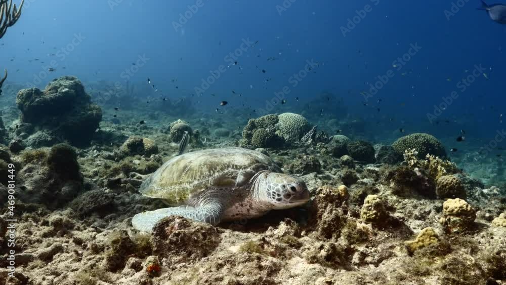 Seascape with Green Sea Turtle in coral reef of Caribbean Sea, Curacao Seascape with Green Sea Turtle in coral reef of Caribbean Sea, Curacao