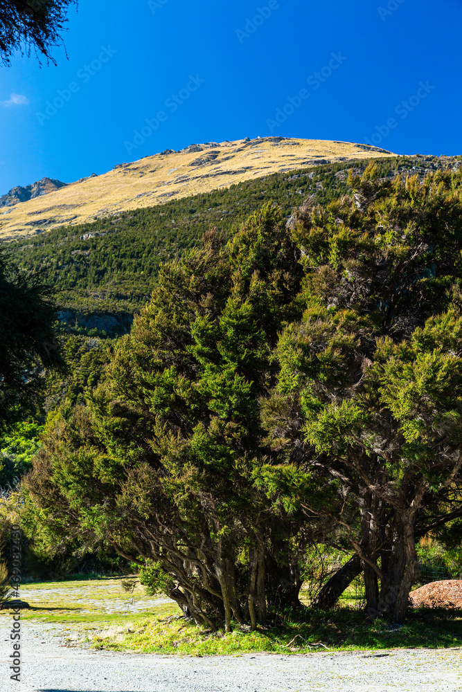 ニュージーランド　オタゴ地方のブループールまでのウォーキングトラックの風景