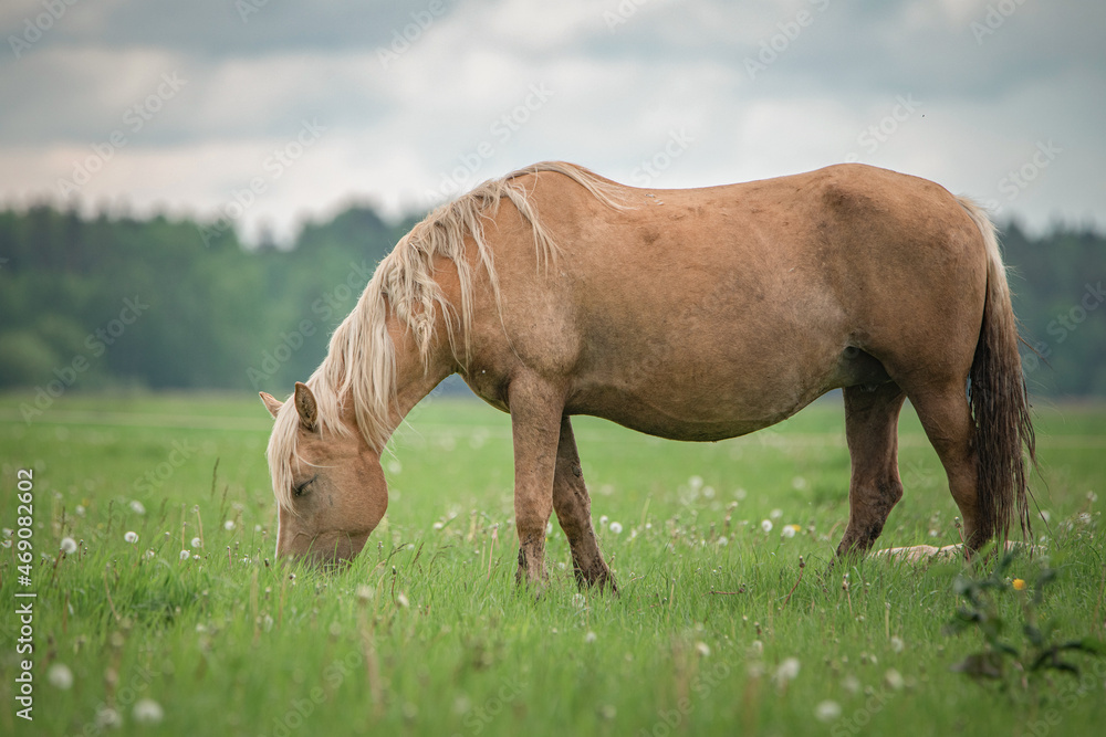 Fototapeta premium A beautiful thoroughbred horse grazes on a farm pasture.