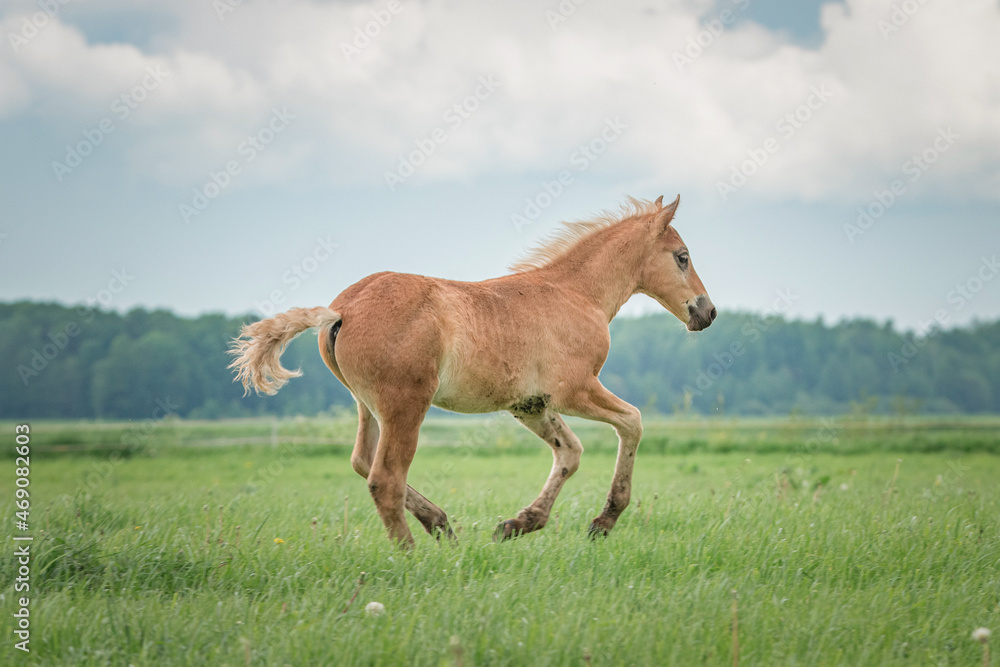 Fototapeta premium A beautiful thoroughbred horse grazes on a farm pasture.