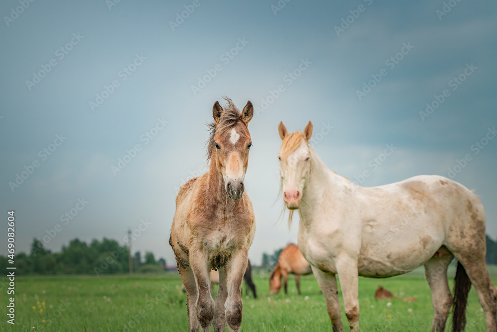A beautiful thoroughbred horse grazes on a farm pasture. A beautiful thoroughbred horse grazes on a farm pasture.