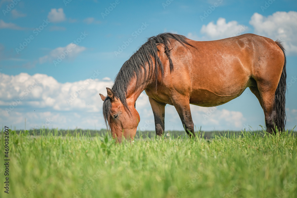 Obraz premium A beautiful thoroughbred horse grazes on a farm pasture.