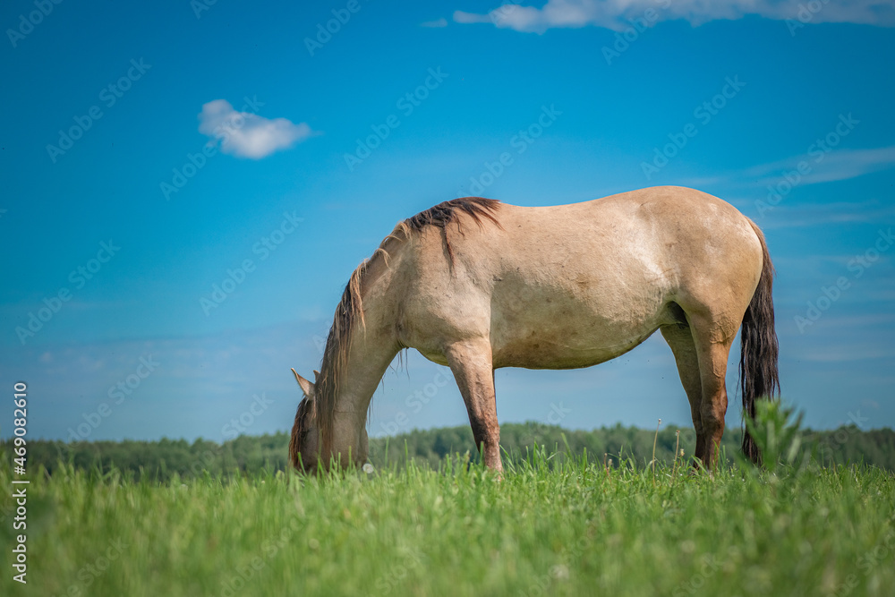 A beautiful thoroughbred horse grazes on a farm pasture. A beautiful thoroughbred horse grazes on a farm pasture.
