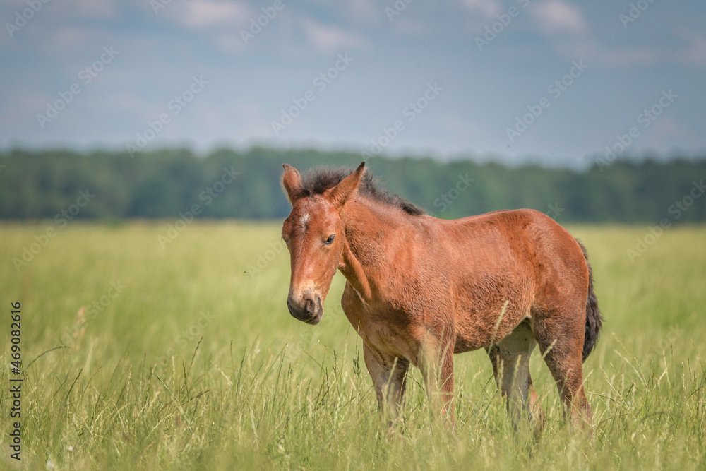 A beautiful thoroughbred horse grazes on a farm pasture. A beautiful thoroughbred horse grazes on a farm pasture.