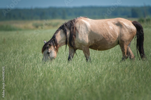 A beautiful thoroughbred horse grazes on a farm pasture.