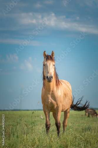 A beautiful thoroughbred horse grazes on a farm pasture. © shymar27