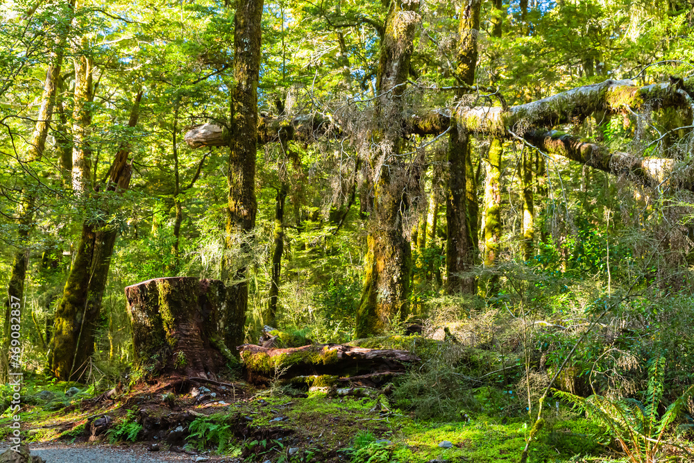 Obraz premium ニュージーランド オタゴ地方のブループールまでのウォーキングトラックの森林風景