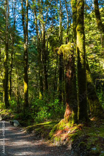 Fototapeta Naklejka Na Ścianę i Meble -  ニュージーランド　オタゴ地方のブループールまでのウォーキングトラックの森林風景