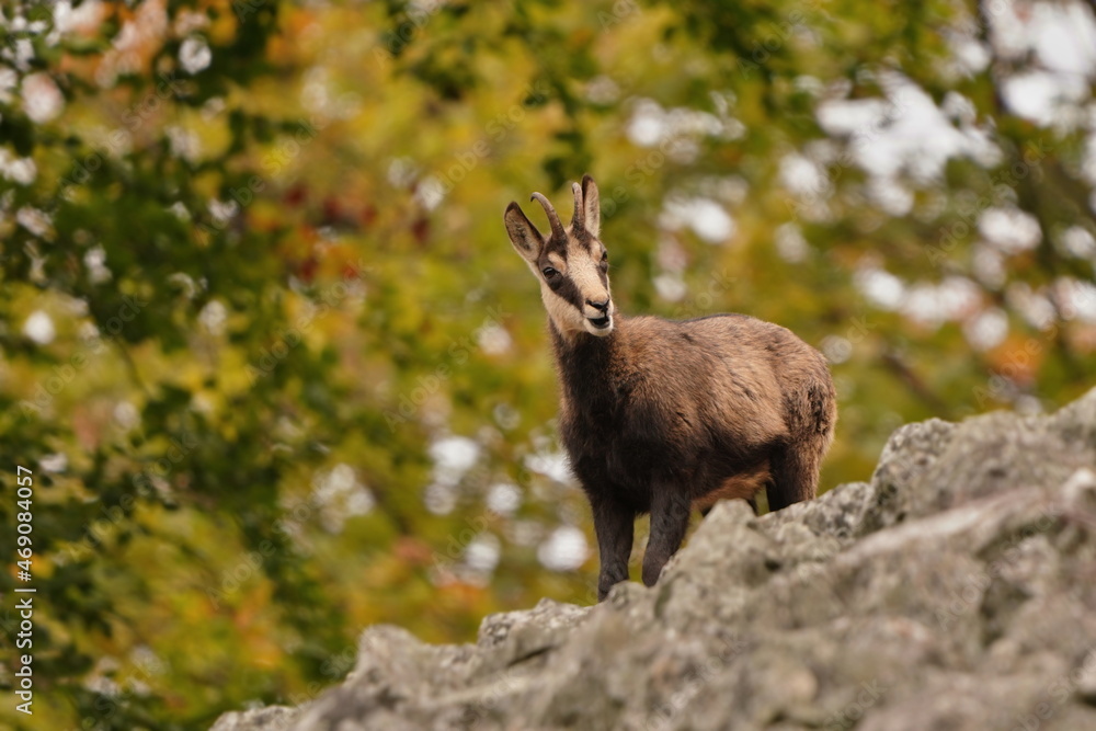 chamois in autumn forest. Autumn scene with horn animal. Rupicapra rupicapra. Animal from Alp. chamois in autumn forest. Autumn scene with horn animal. Rupicapra rupicapra. Animal from Alp.