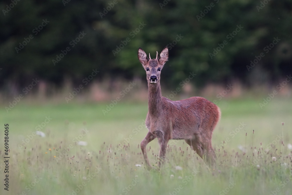 Obraz premium Young roebuck standing on the medow. Portrait of a roe deer in the nature habitat. Capreolus capreolus.