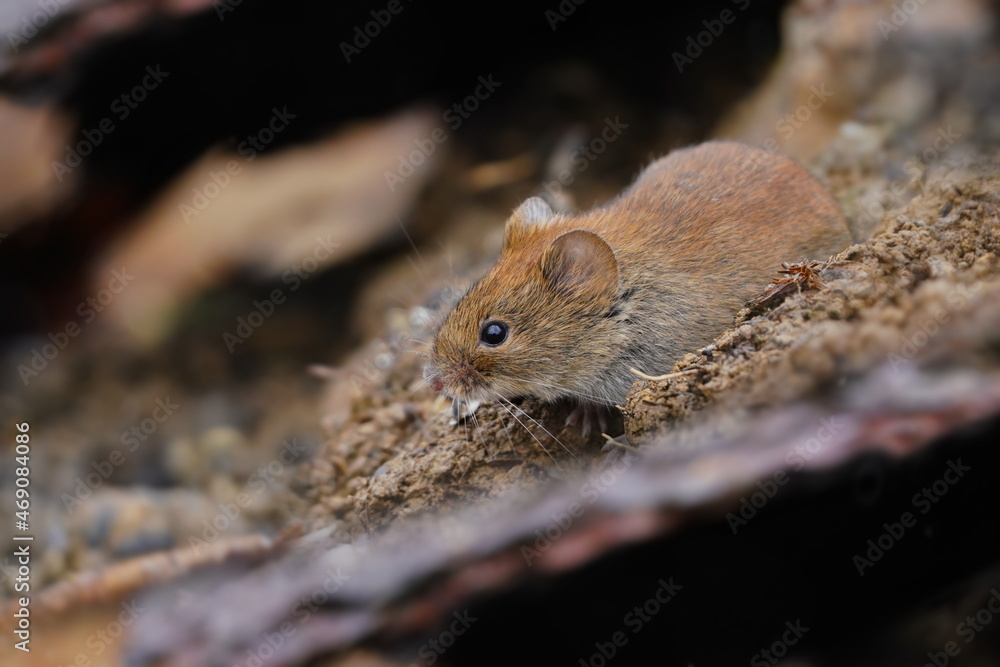 bank vole in the nature habitat. Myodes glareolus. bank vole in the nature habitat. Myodes glareolus.