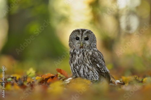Fotografie tawny owl sitting on the ground in autumn forest