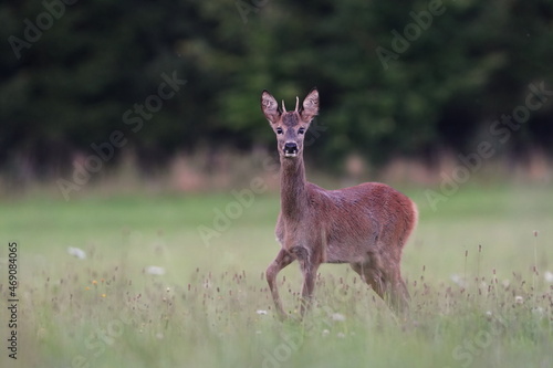 Young roebuck standing on the medow. Portrait of a roe deer in the nature habitat. Capreolus capreolus.