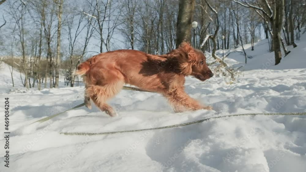 Playful puppy of spaniel dog with pedigree running in winter park. Sunny day. Happy spaniel having fun outdoors in slow motion Playful puppy of spaniel dog with pedigree running in winter park. Sunny day. Happy spaniel having fun outdoors in slow motion