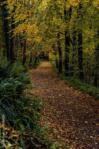 Glenarm Forest Park in Autumn, Glens of Antrim, County Antrim, Northern Ireland