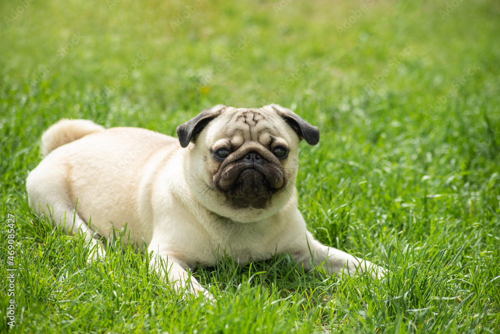 a young beige pug with a funny face, he shows the emotion of a skeptic and discontent