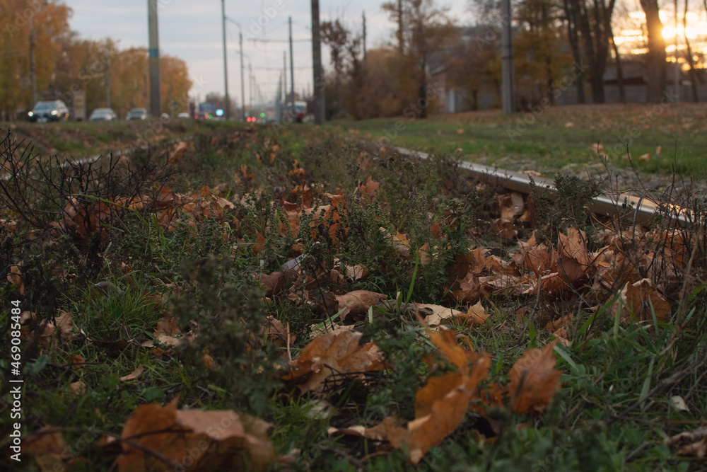 Obraz premium Fallen yellow maple leaves lie on the road, between steel rails.