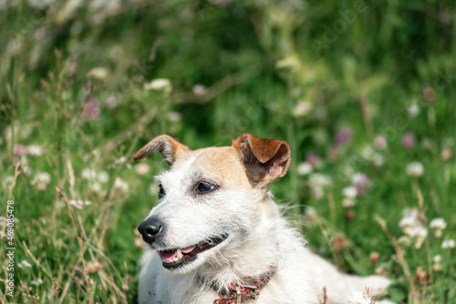 portrait of Jack Russell's dog on the background of a blurred green meadow close-up. the dog is resting