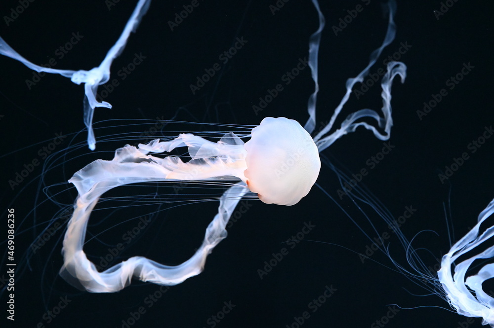 皆で仲良く水中を漂う可愛いクラゲ インドネシアンシーネットル Stock 写真 Adobe Stock