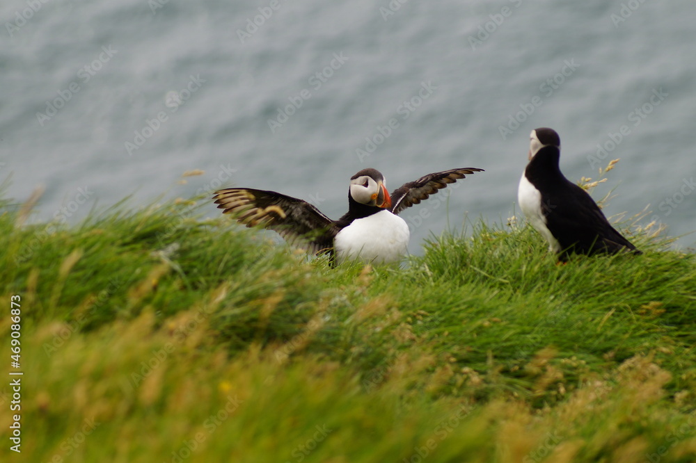 Maskonur, ptak, islandia kolorowy, Vestmannaeyjar Maskonur, ptak, islandia kolorowy, Vestmannaeyjar