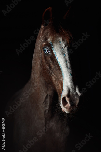 Horse blue eye black background