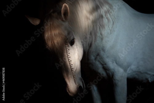 White horse black background