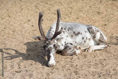 A lonely reindeer basking in the warm sand