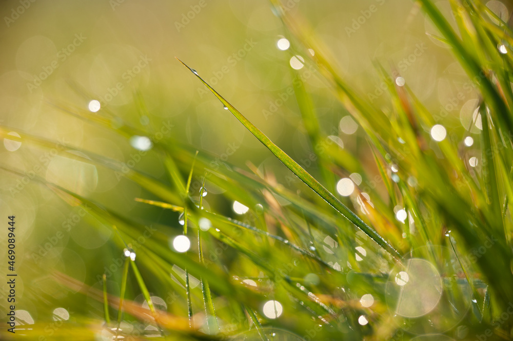 Obraz premium Rosa w trawie