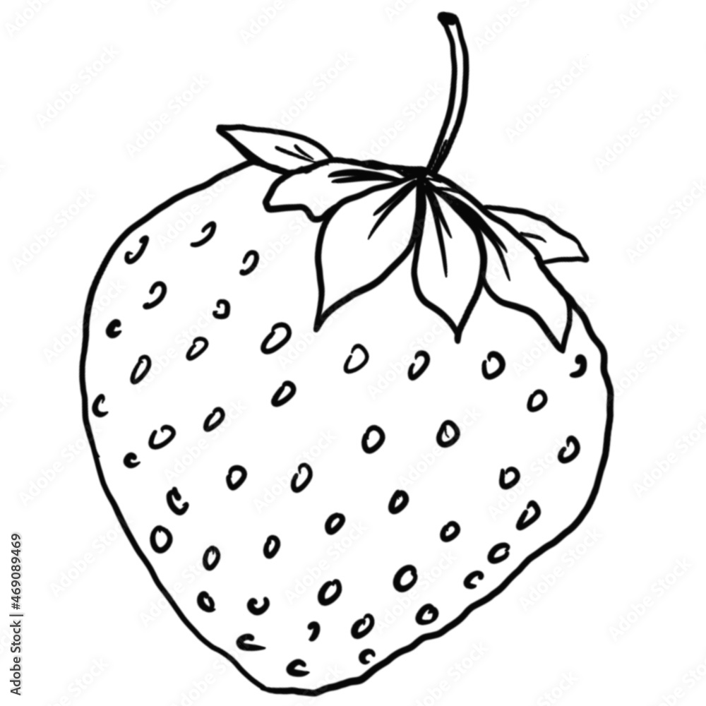 Fruit sketch ink illustration. Set of hand drawn ink sketch strawberry. Organic eco food. Fresh whole vegetable.