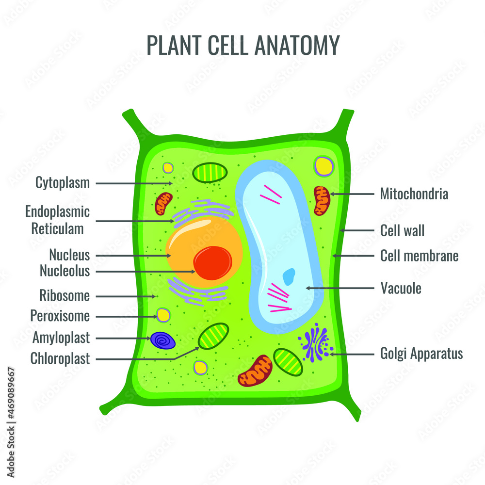 Plant cell anatomy vector illustration Stock Vector | Adobe Stock