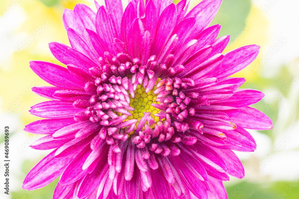 Facial expression of flower Facial expression of flower