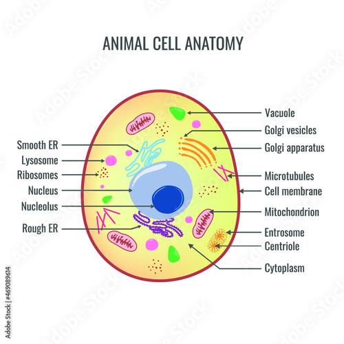 Animal cell anatomy vector illustration