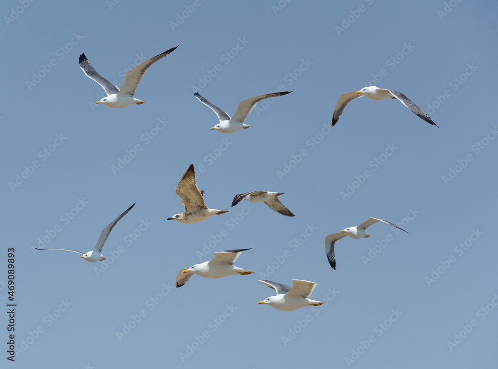 a group of Herons flying against blue sky