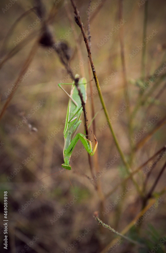 big green praying mantis sitting on a branch in the grass close-up big green praying mantis sitting on a branch in the grass close-up