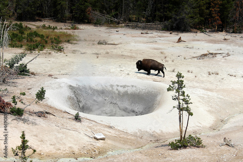 USA / Yellowstone National Park (Sulfur caldron) - Wild bison photo