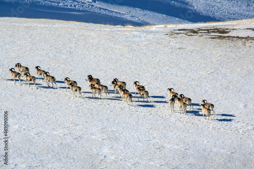 Fotografija Herd of wild Argali mountain sheep is moving to a new pasture.