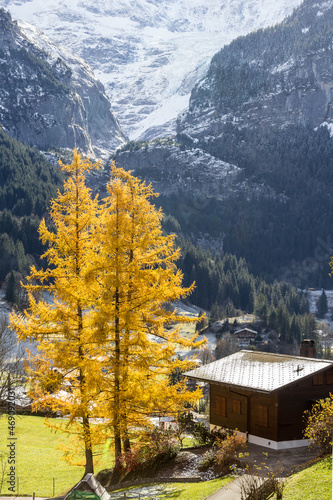 Larch trees and chalet in backlit with the Waechsel glacier at the background, Grindelwald, Switzerland photo