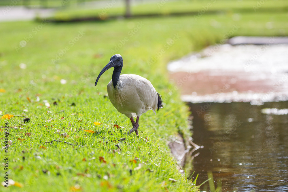 Naklejka premium Australian ibis bird in bright sunlight in front of a lake in Adelaide, South Australia